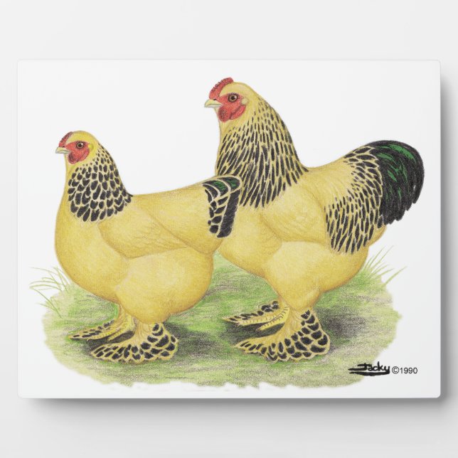 Placa Expositora Brahma Buff Pair (Frente)