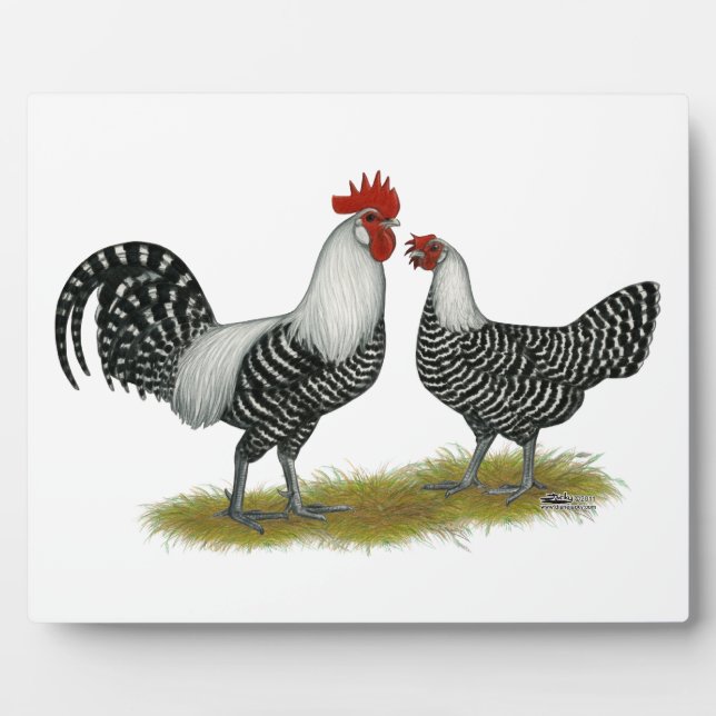 Placa Expositora Brakel Chickens (Frente)