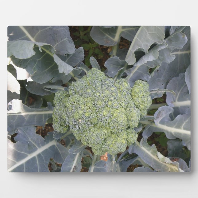 Placa Expositora Broccoli Plaque (Frente)