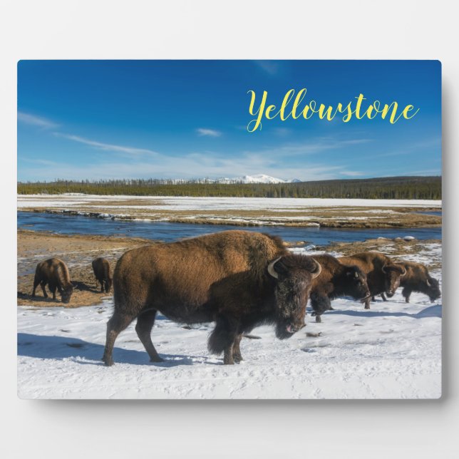 Placa Expositora Búfalo de guijarro fotográfico Plaque-Yellowstone (Frente)