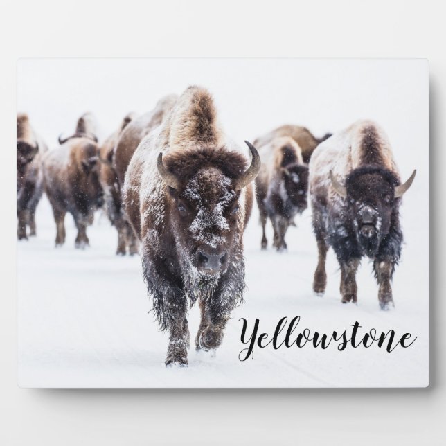 Placa Expositora Búfalo de guijarro fotográfico Plaque-Yellowstone (Frente)
