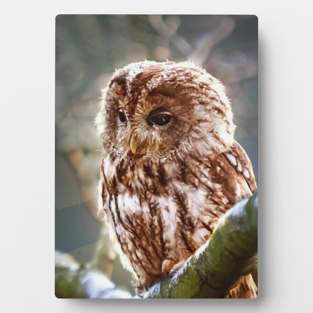 Placa Expositora Búho (Frente)