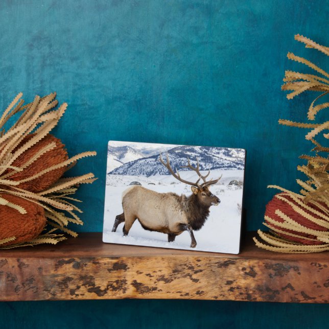 Placa Expositora Bull Elk | Wyoming (Lado)