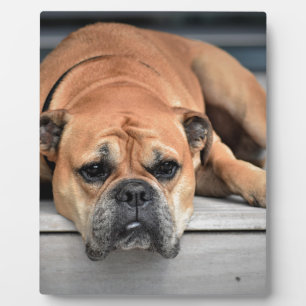 Placa Expositora Bulldog