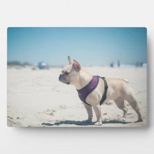Placa Expositora Bulldog Francés En La Playa