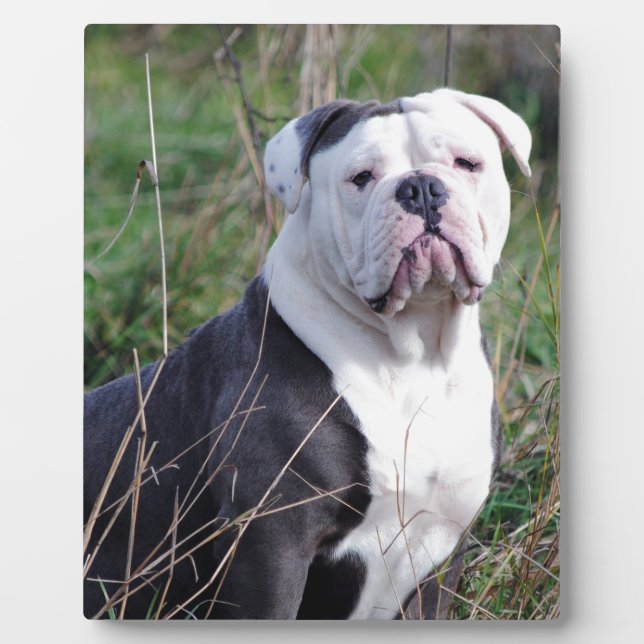 Placa Expositora Bulldog inglés (Frente)