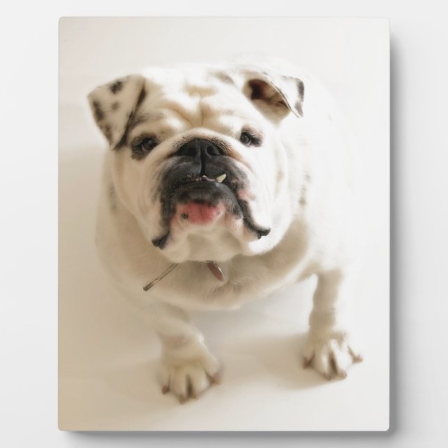 Placa Expositora Bulldog muy lindo (Frente)