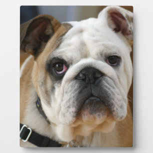 Placa Expositora Bulldog.png