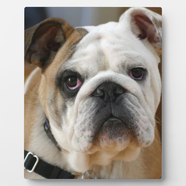 Placa Expositora Bulldog.png (Frente)