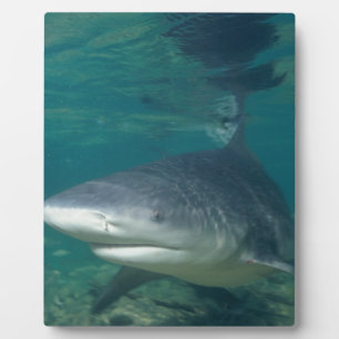 Placa Expositora Bullshark