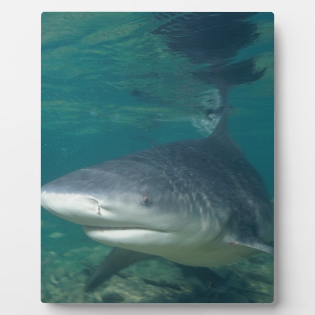 Placa Expositora Bullshark (Frente)