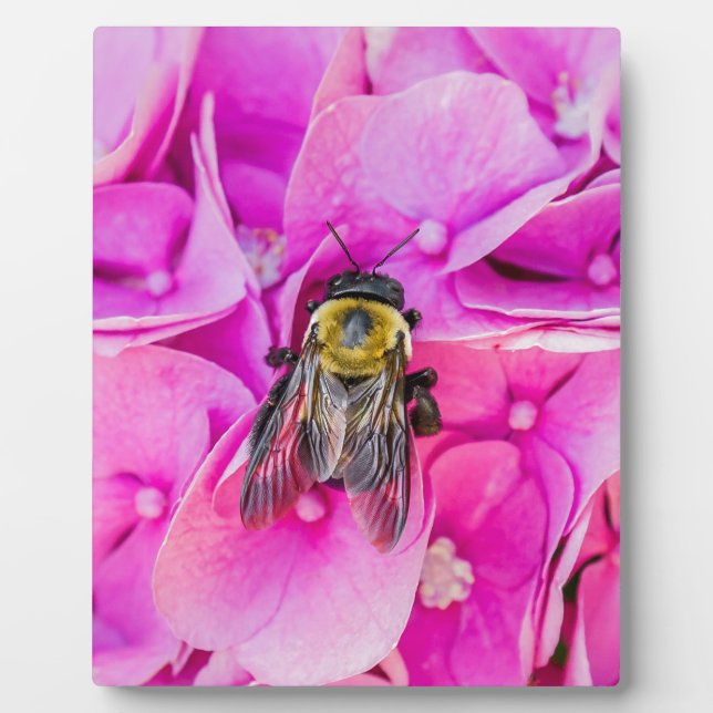 Placa Expositora Bumble Bee En Hydrangea (Frente)