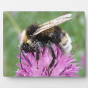 Placa Expositora Bumblebee en una plaza común