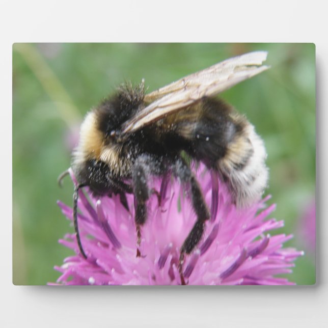 Placa Expositora Bumblebee en una plaza común (Frente)