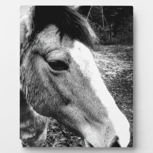 Placa Expositora Caballo