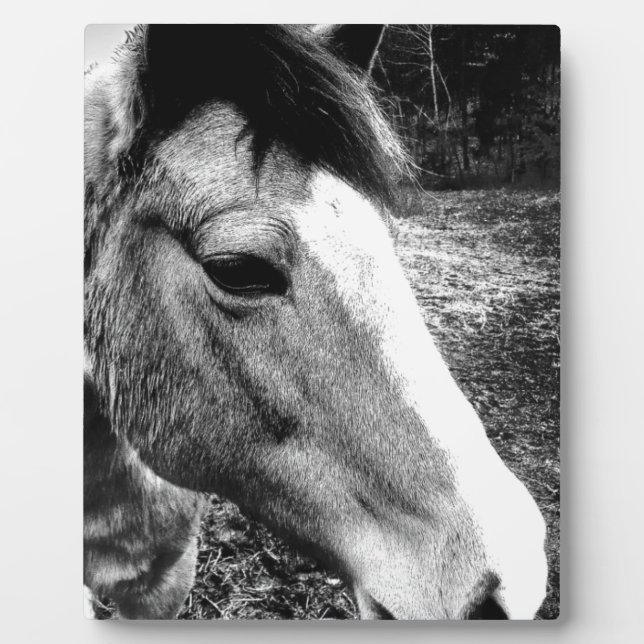 Placa Expositora Caballo (Frente)