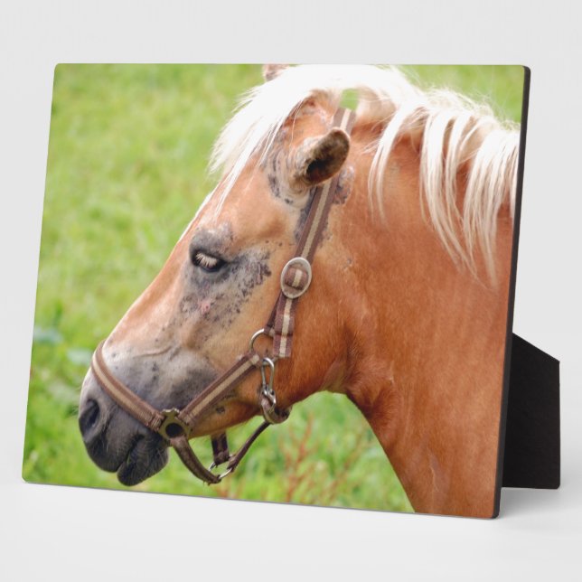 Placa Expositora Caballo 003 (Lado)