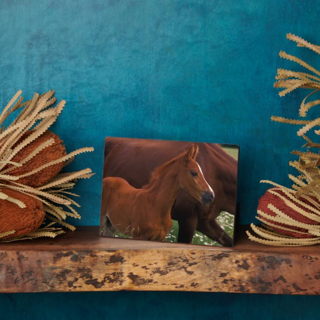 Placa Expositora Caballo árabe cerca de la madre (Lado)