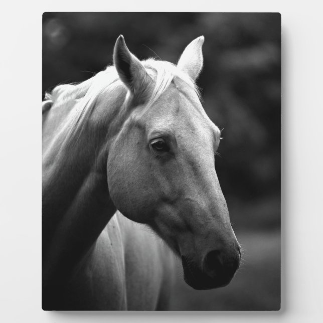 Placa Expositora Caballo blanco negro (Frente)