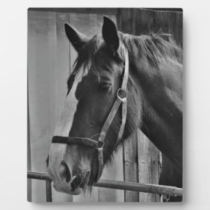 Placa Expositora Caballo blanco negro - Arte fotográfico animal