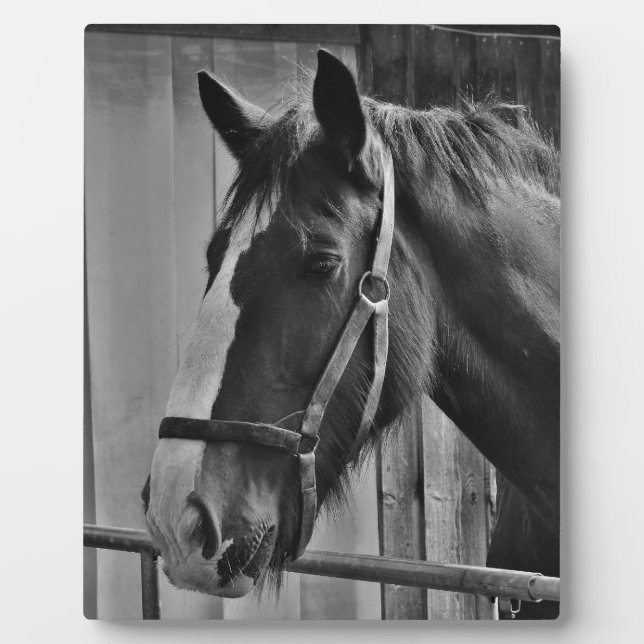 Placa Expositora Caballo blanco negro - Arte fotográfico animal (Frente)