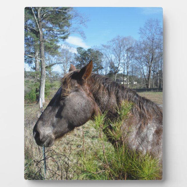 Placa Expositora Caballo color Coco y Crema (Frente)