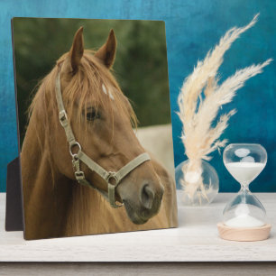 Placa Expositora Caballo de castaño en un campo