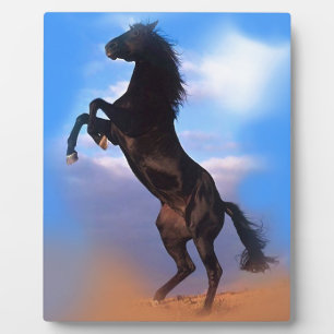 Placa Expositora Caballo de cría