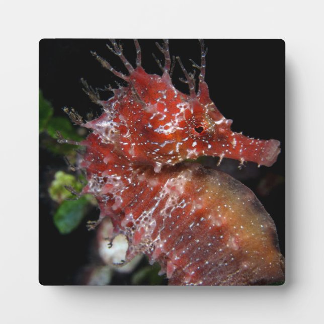 Placa Expositora Caballo de mar | Pony Female Begur (Frente)