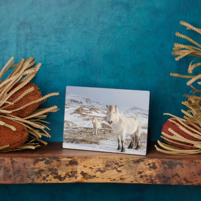 Placa Expositora Caballo islandés | Blonduos, Islandia (Lado)