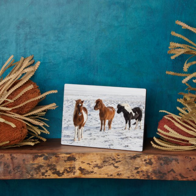 Placa Expositora Caballo islandés con pelaje típico de invierno (Lado)