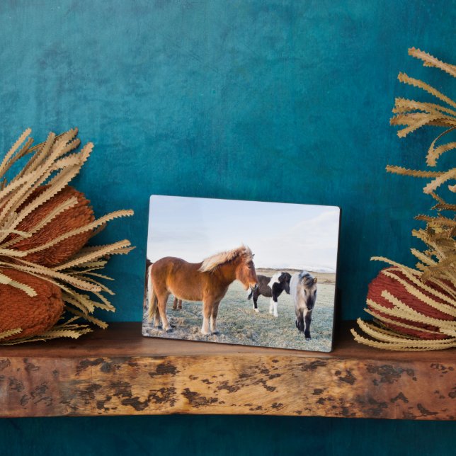Placa Expositora Caballo islandés en invierno en Islandia (Lado)