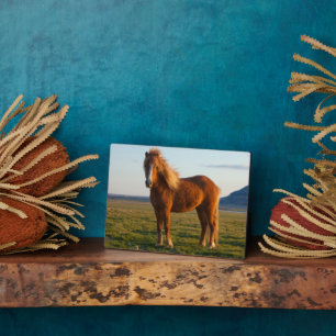 Placa Expositora Caballo islandés en luz del atardecer