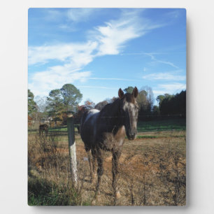 Placa Expositora Caballo marrón de Coco y Crema