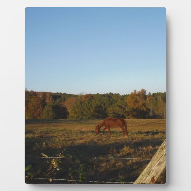 Placa Expositora Caballo marrón en el sol (Frente)