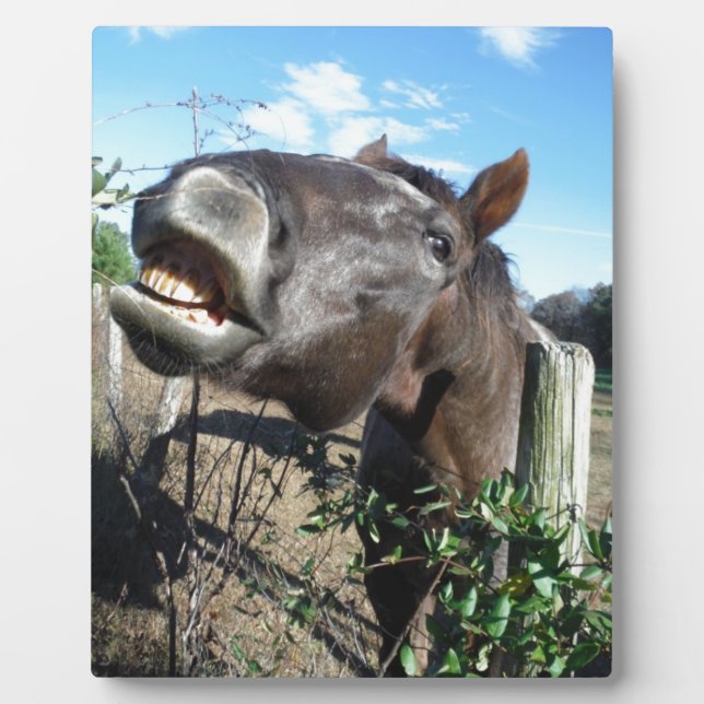 Placa Expositora Caballo marrón parlante (Frente)