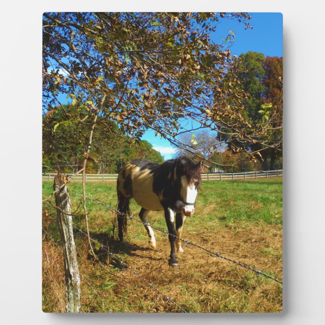 Placa Expositora Caballo pintado, (Frente)