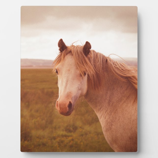 Placa Expositora Caballo salvaje vintage (Frente)