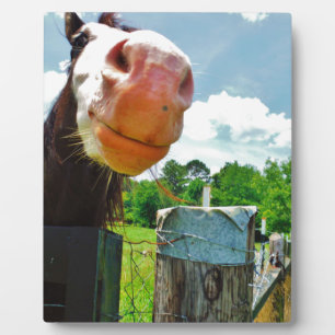 Placa Expositora Caballo sonriente