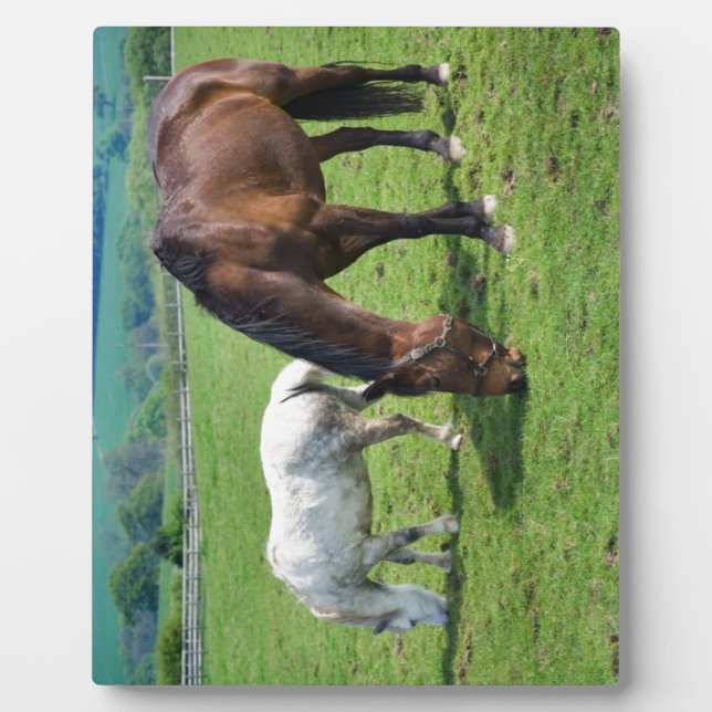 Placa Expositora Caballos (Frente)