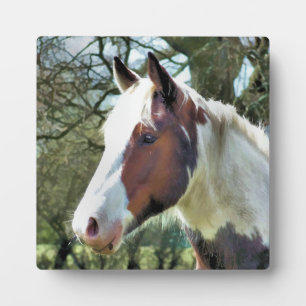 PLACA EXPOSITORA CABALLOS