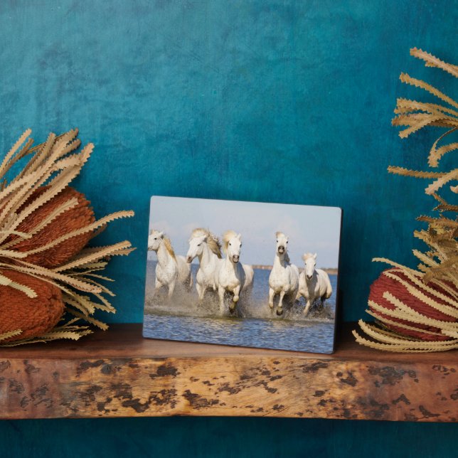 Placa Expositora Caballos de Camargue (Lado)