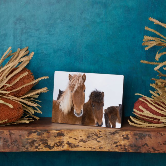 Placa Expositora Caballos islandeses unidos (Lado)