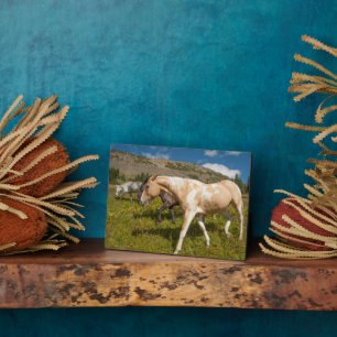 Placa Expositora Caballos y mulas