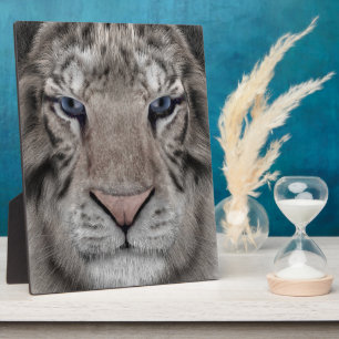 Placa Expositora Cabeza de Tigre Blanco Estética de Vida Silvestre