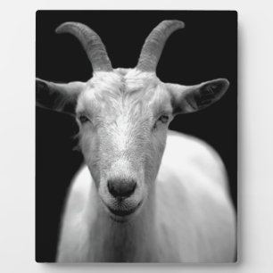 Placa Expositora Cabra