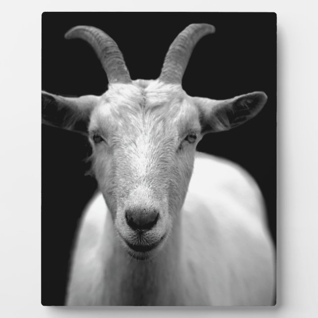 Placa Expositora Cabra (Frente)