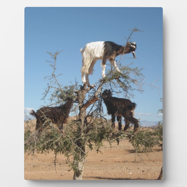 Placa Expositora Cabras divertidas en un árbol (Frente)