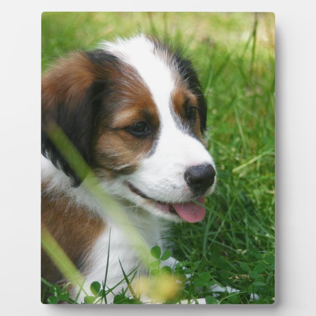 Placa Expositora Cachorro (Frente)