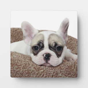Placa Expositora Cachorro de Bulldog Francés En Una Cama De Perro